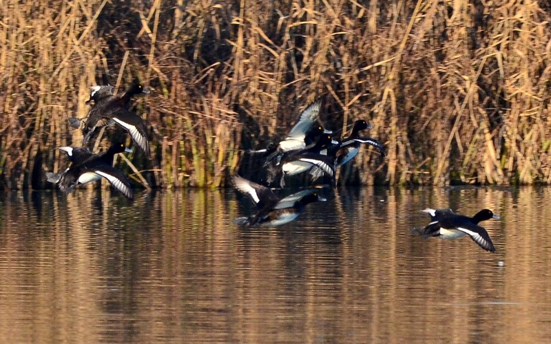 Morette in volo
